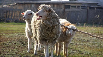  Во Львовской области рейдер морит голодом 850 овец, по цене более 500 евро за каждую
